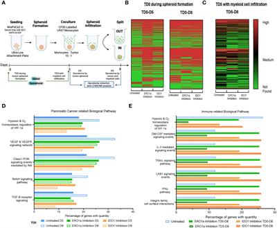 Inhibition of ERO1a and IDO1 improves dendritic cell infiltration into pancreatic ductal adenocarcinoma